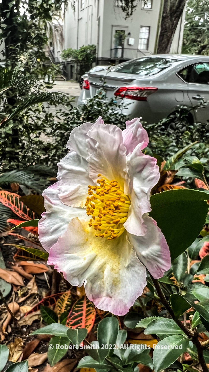 Flowers by Day, Week 29: Camellia