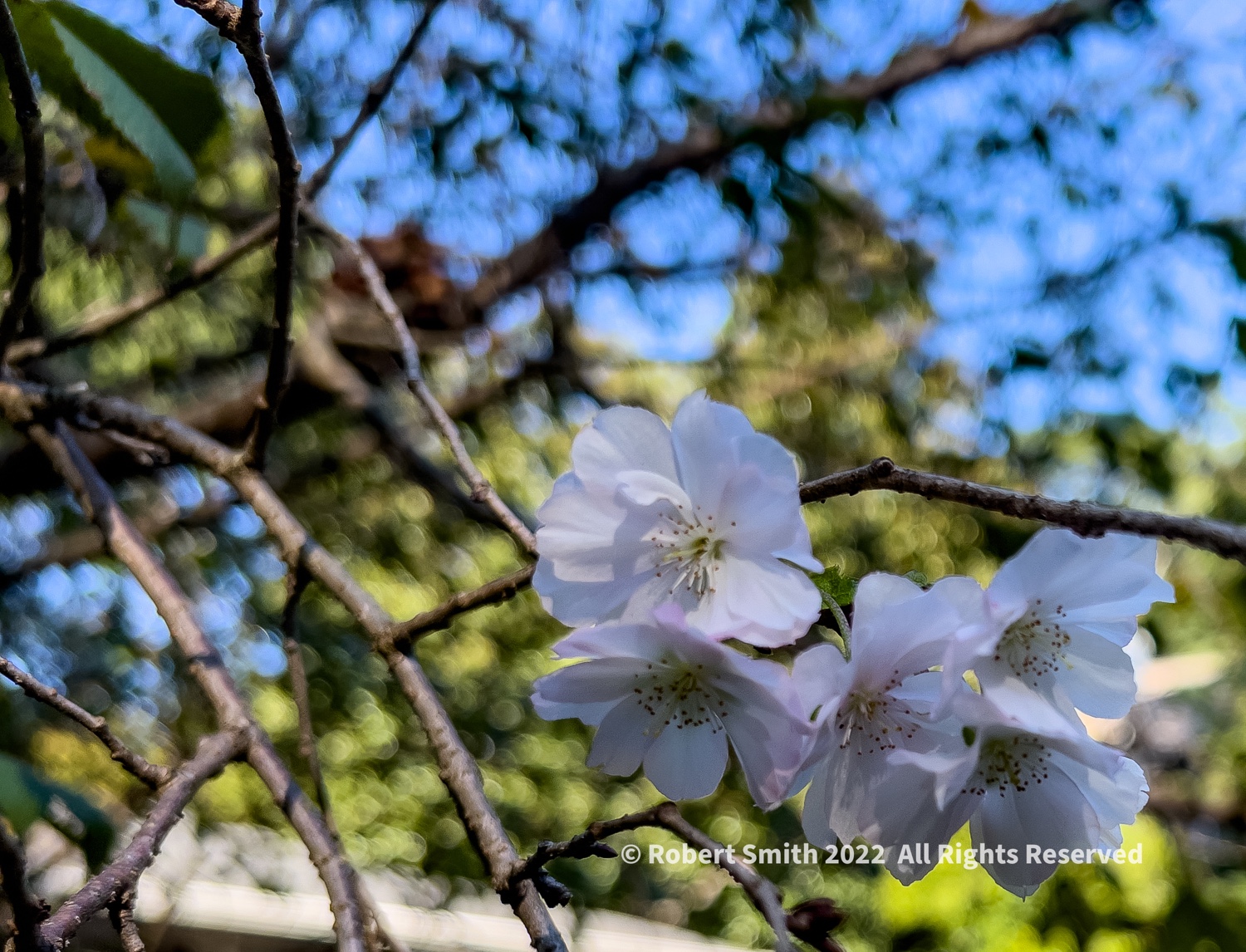 Blooms on Branches, October in Atlanta