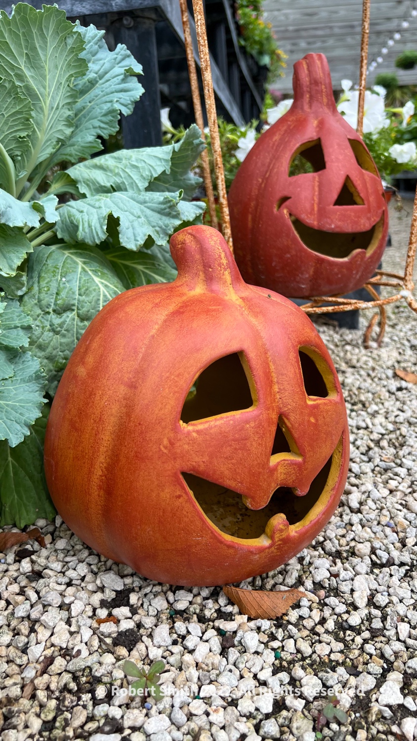 Pumpkin Transformation