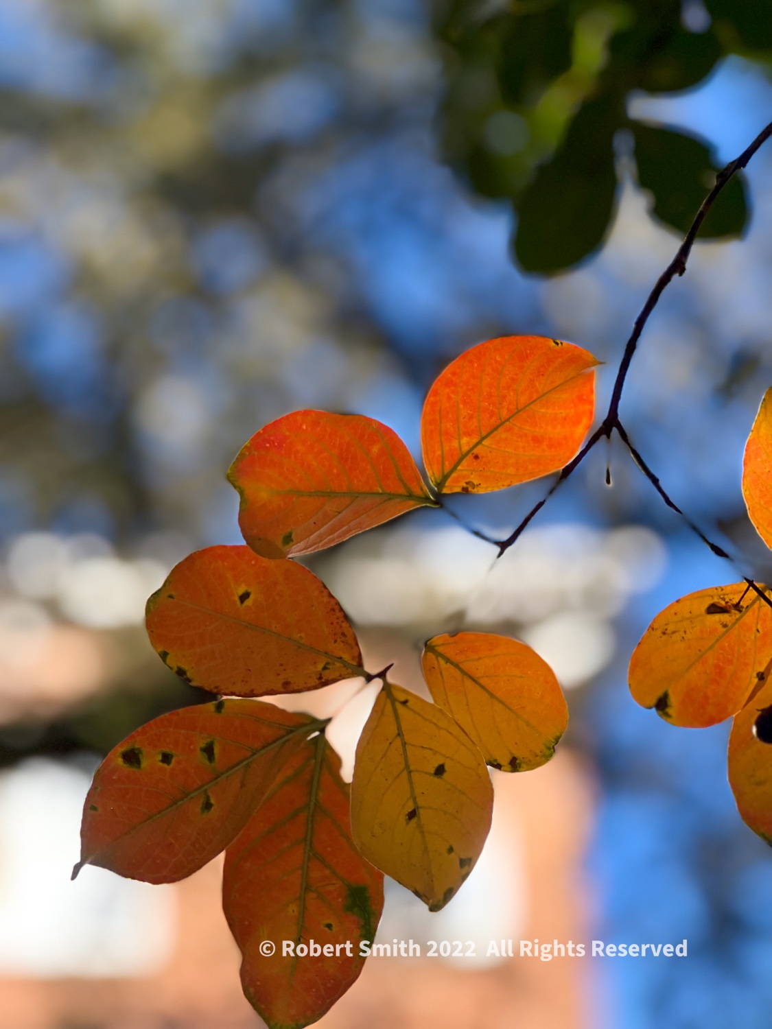 Friday Flowers: A Touch of Autumn