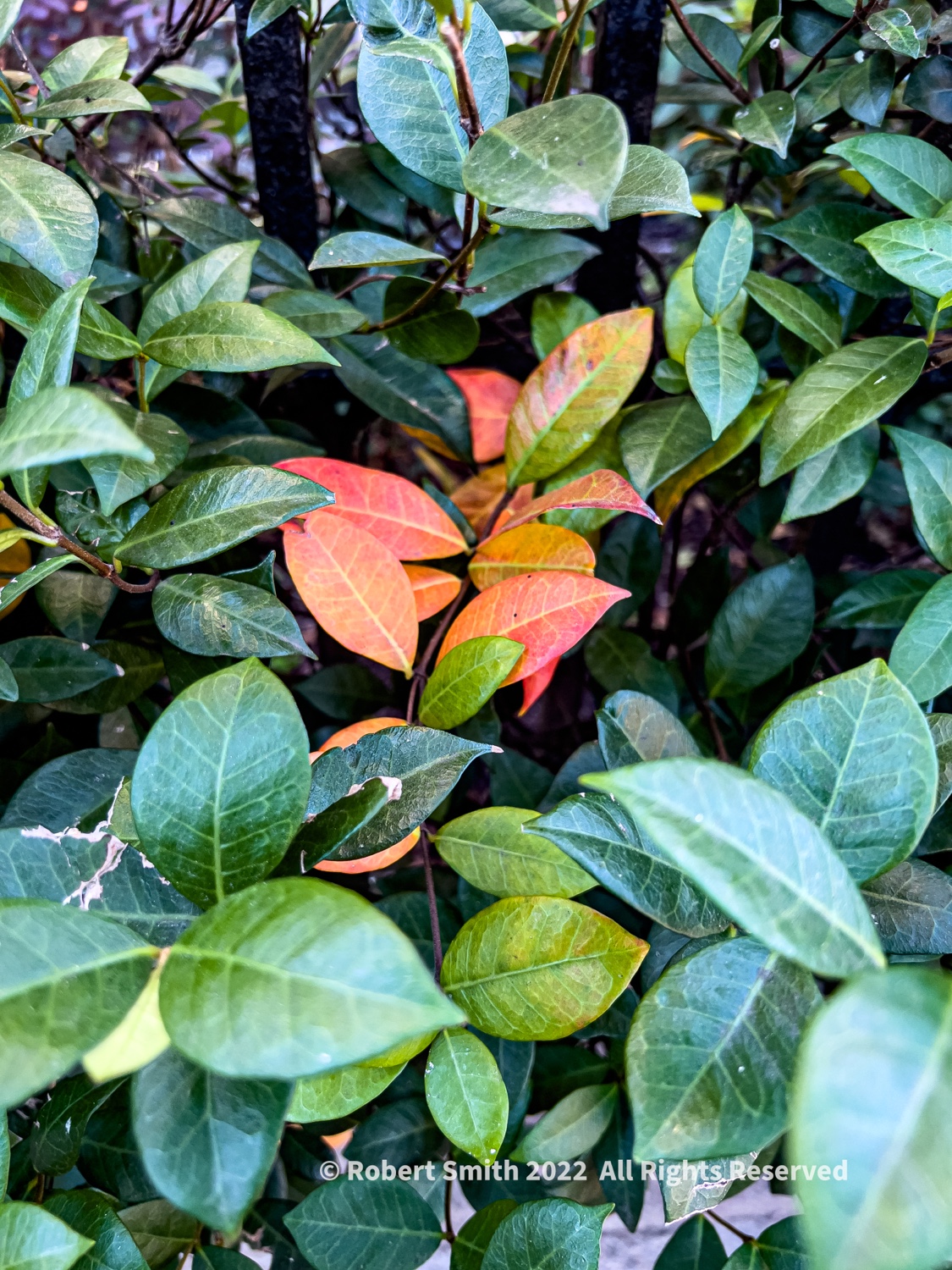 A Photo A Week Challenge: A Change in Color
