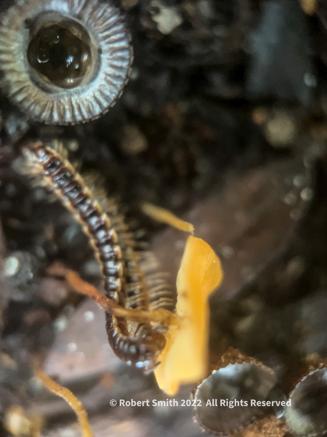The Moment Macro: Centipede and More Fungi
