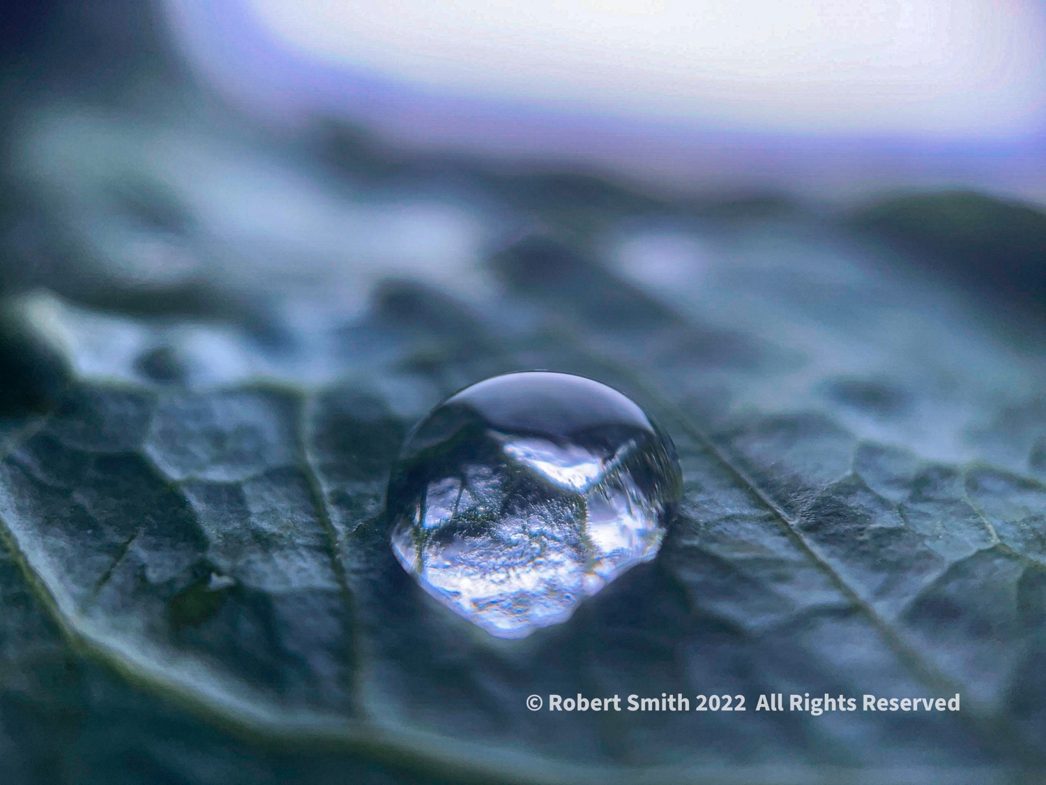The Moment Macro: Collards with Water Drop