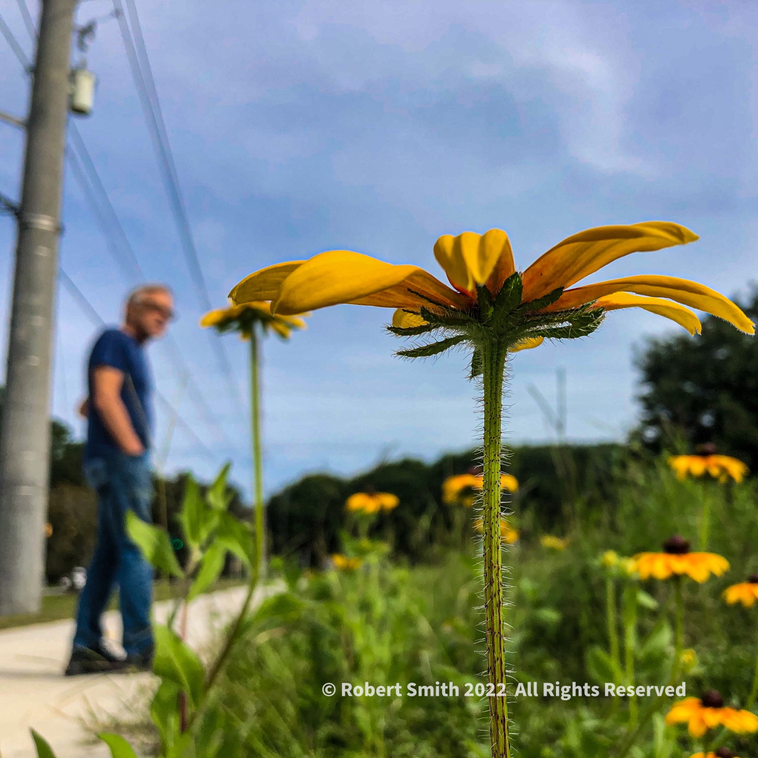 Longing for Walks with Wild Flowers