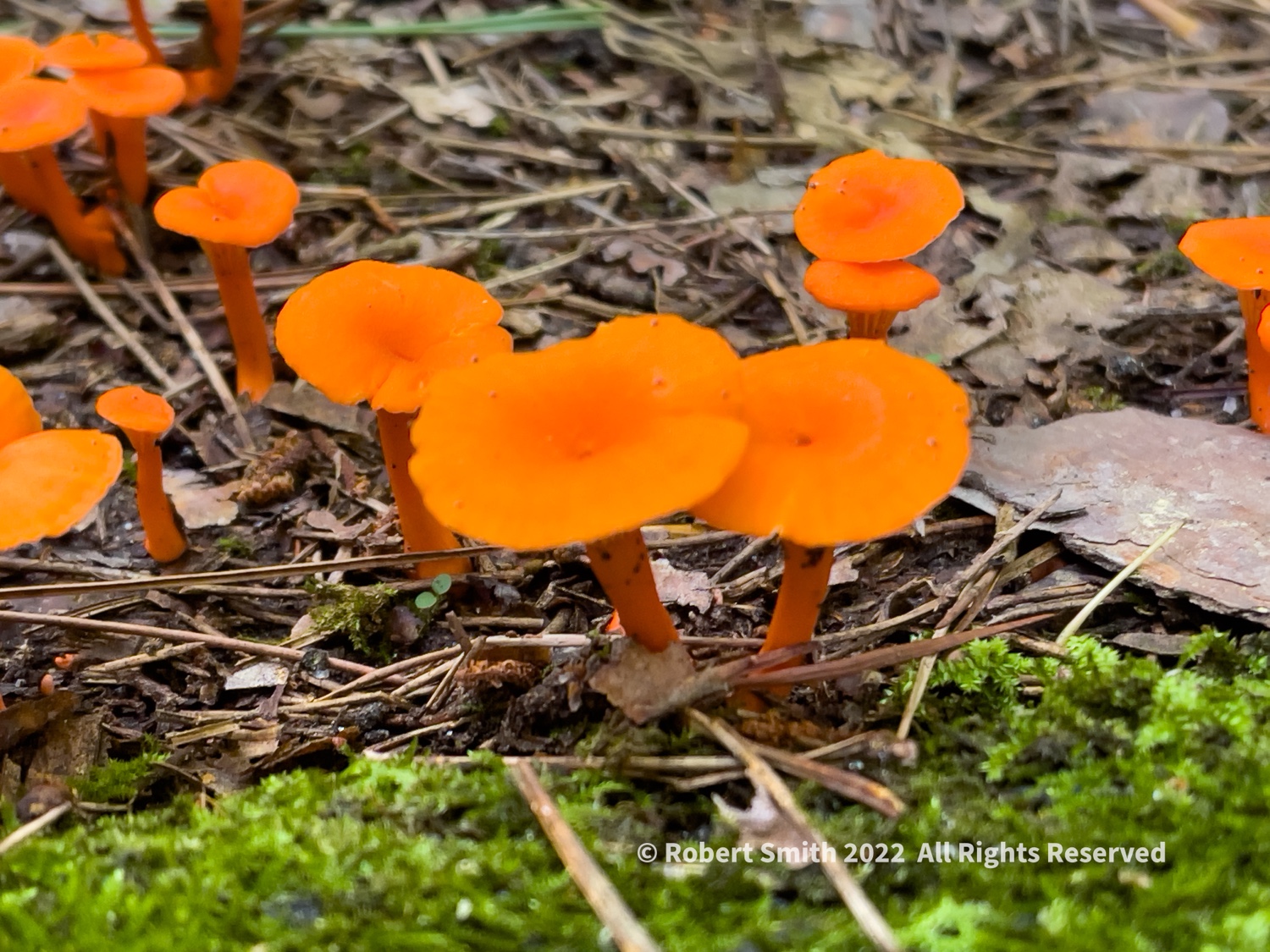 Cantharellus, You Can Eat Them