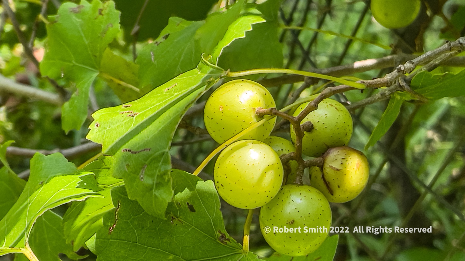 Fruit On the Vine