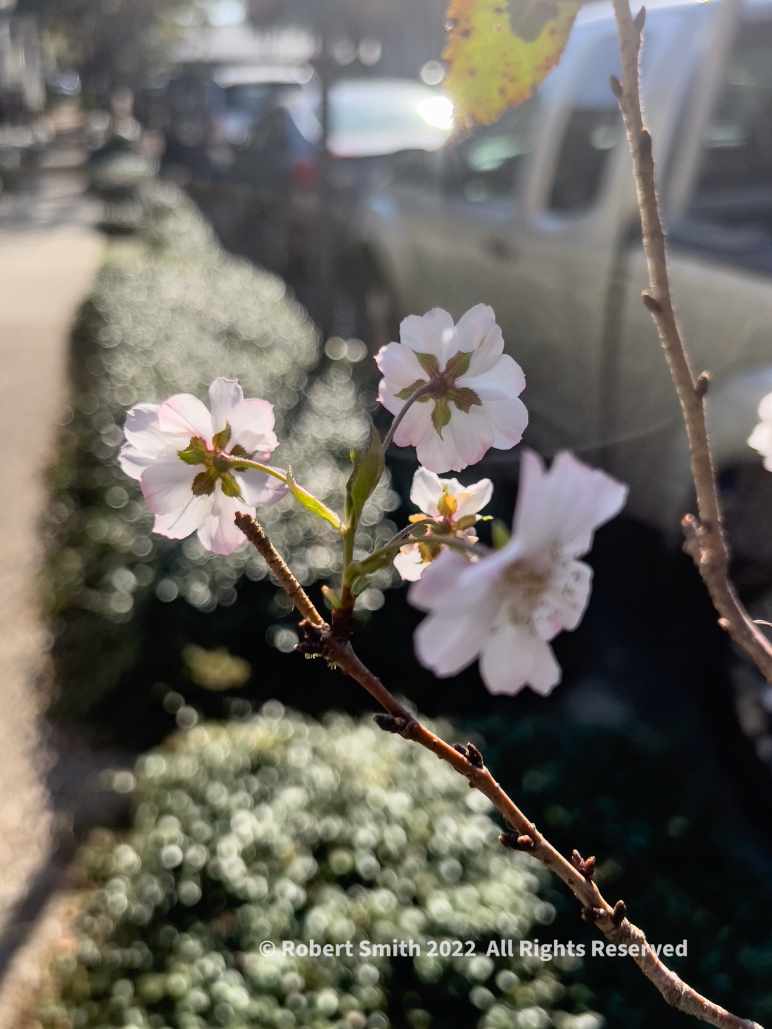 November Blossoms