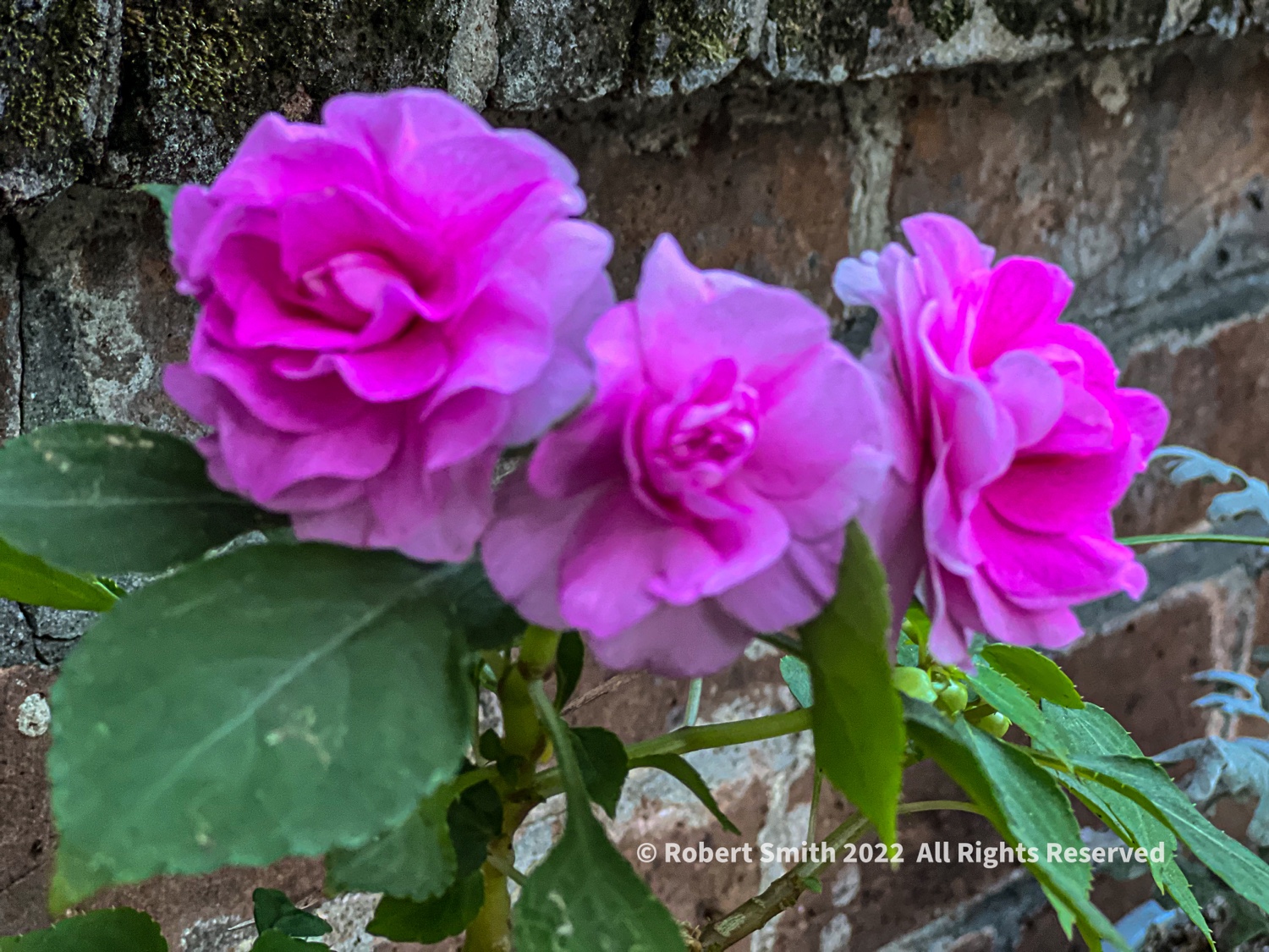Pemroses in the Morning