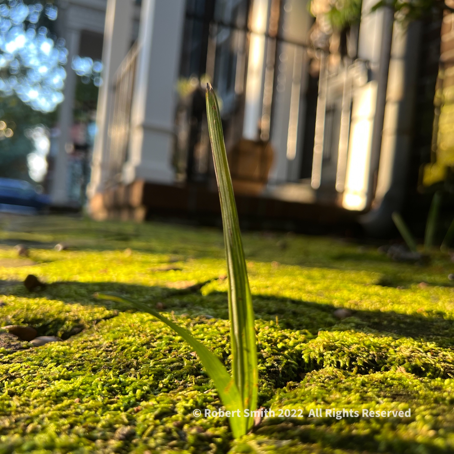 Green Grows On City Sidewalks