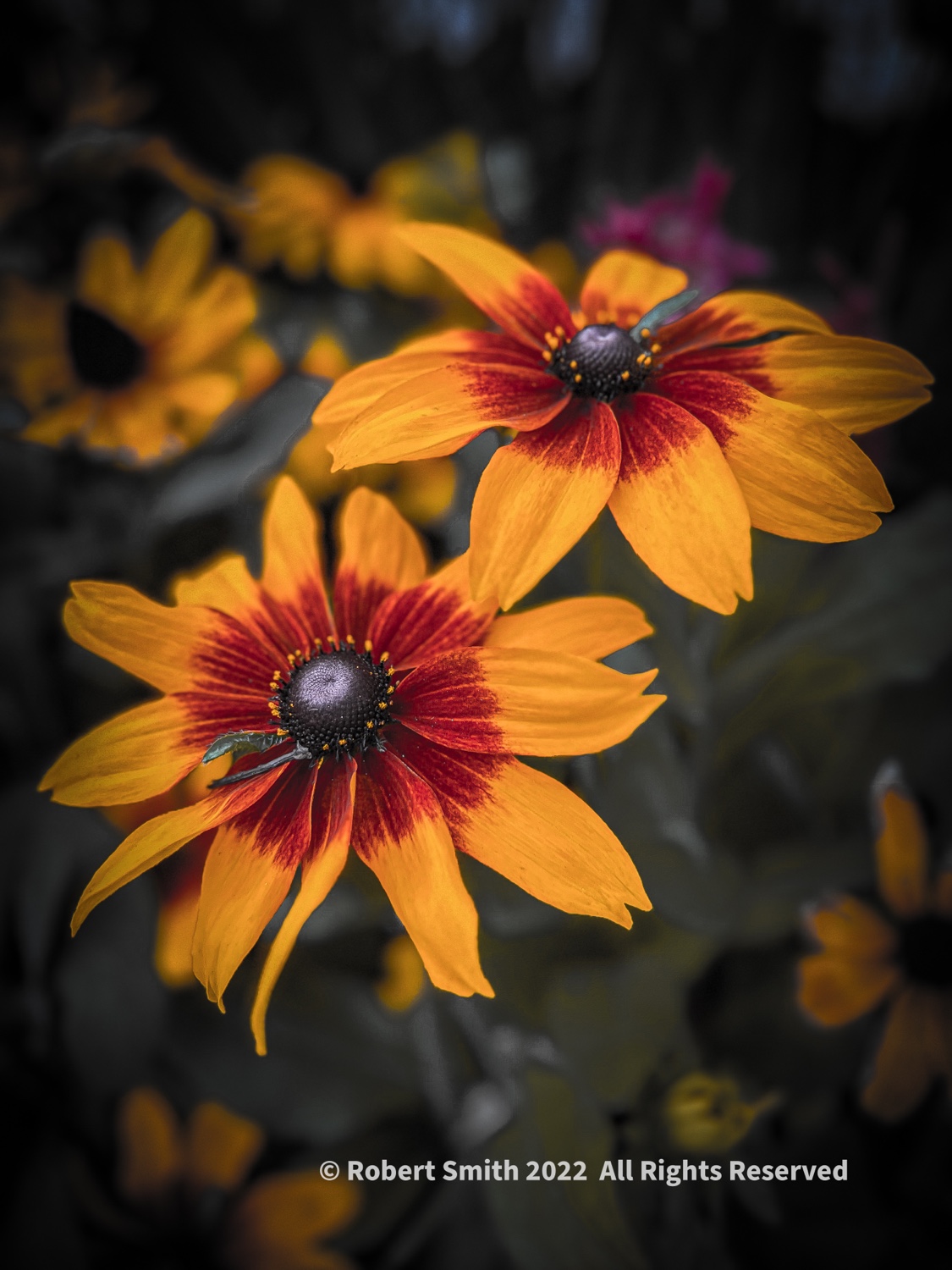 Sunday Flowers: The Splendor of Black-Eyed Susans