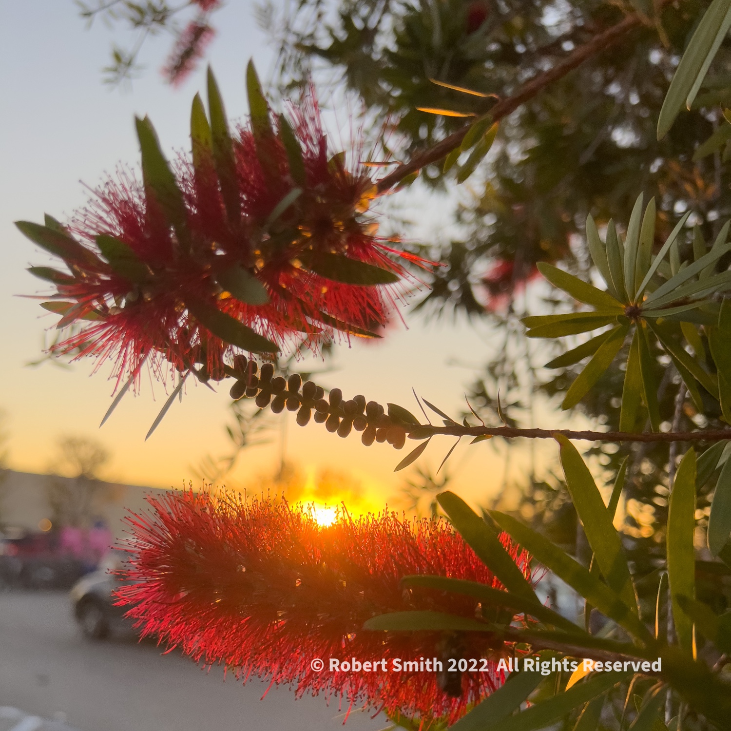 Crimson Bottlebrush, the Golden Hour