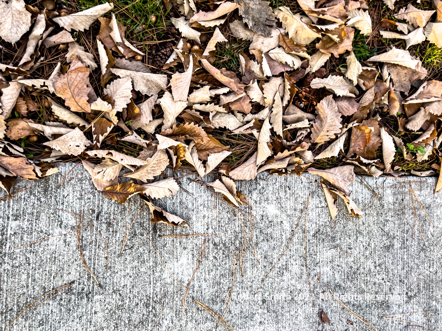 Sidewalk Scene: Concrete and Leaves