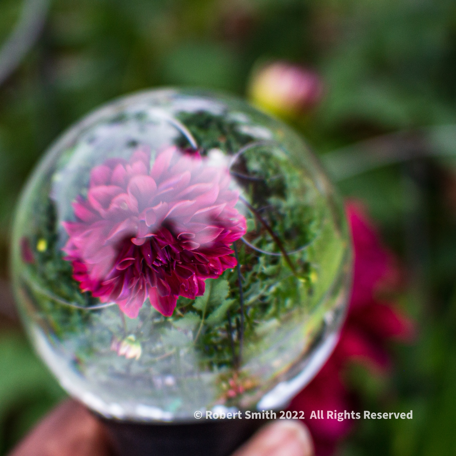 Photography: A Walk in the Garden, A Round Lens Ball in a Square Photo