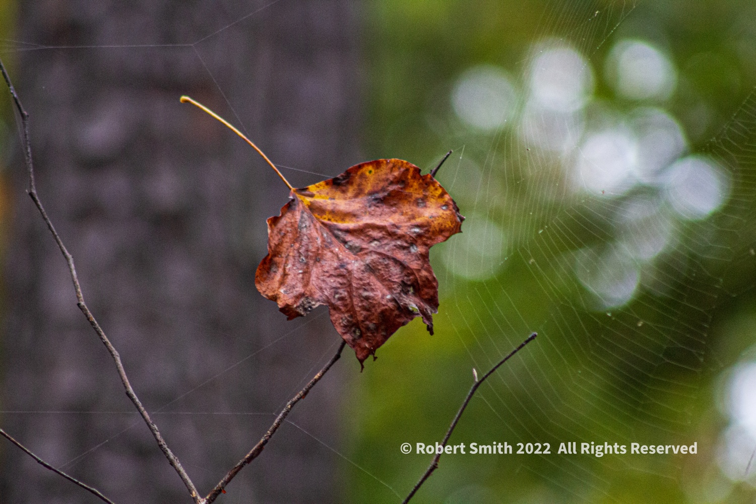 Silent Sunday: The Web and the Leaf