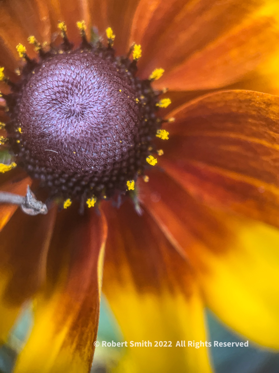The Moment Macro: Black-Eyed Susan’s Beauty
