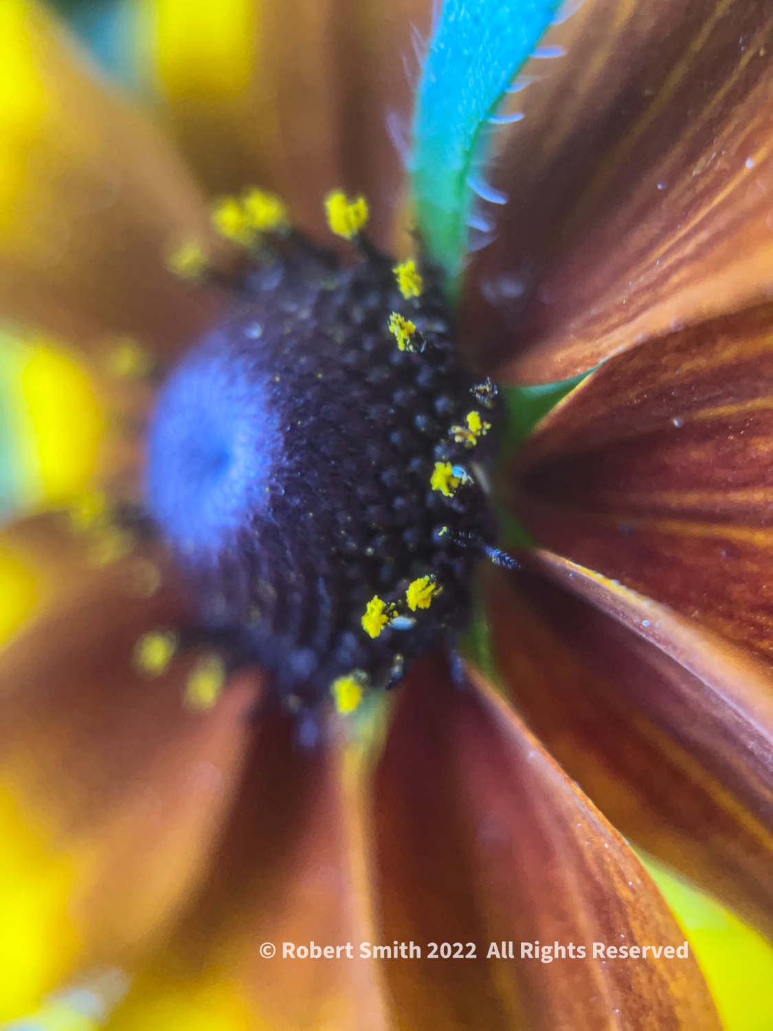 The Moment Macro: Black-Eyed Susan