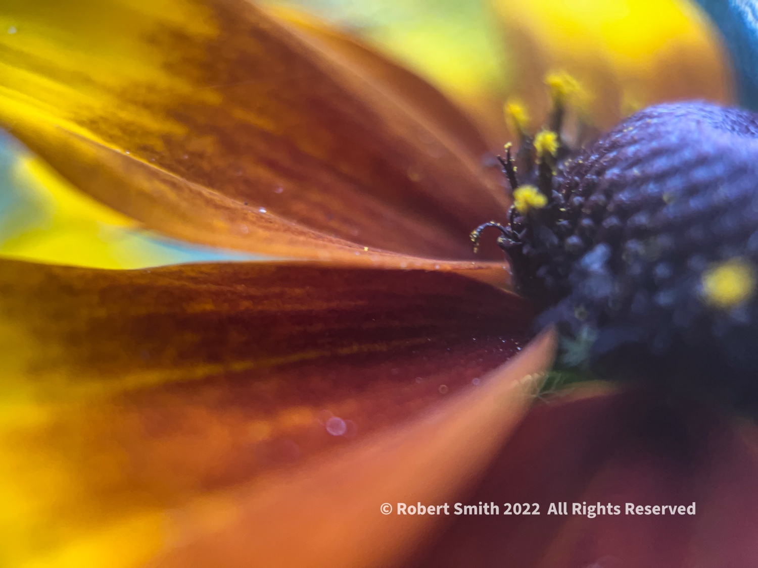 The Moment Macro: Black-Eyed Susan’s Eye
