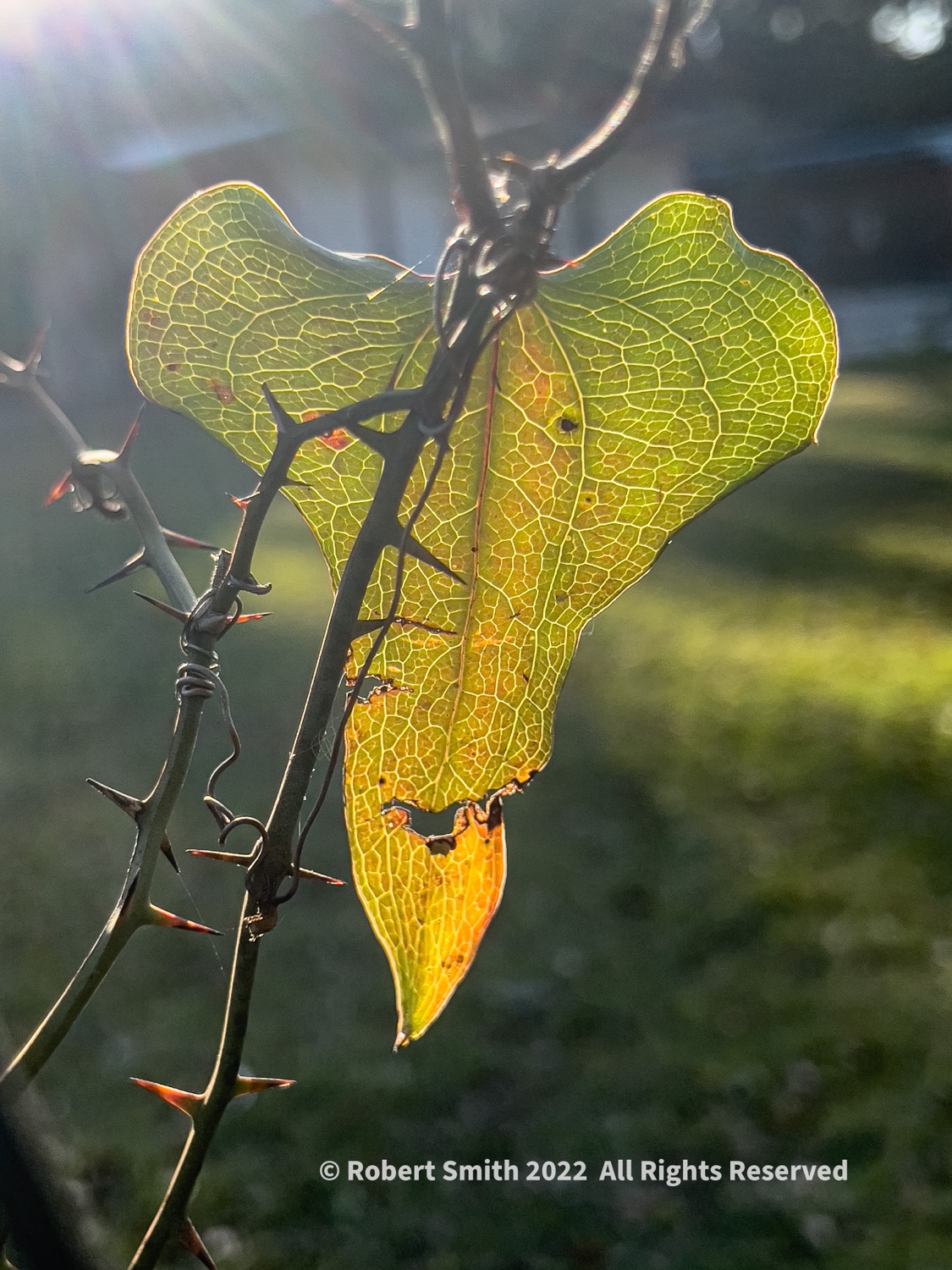 Friday Flowers: Thorn and Vine, Daffin Park