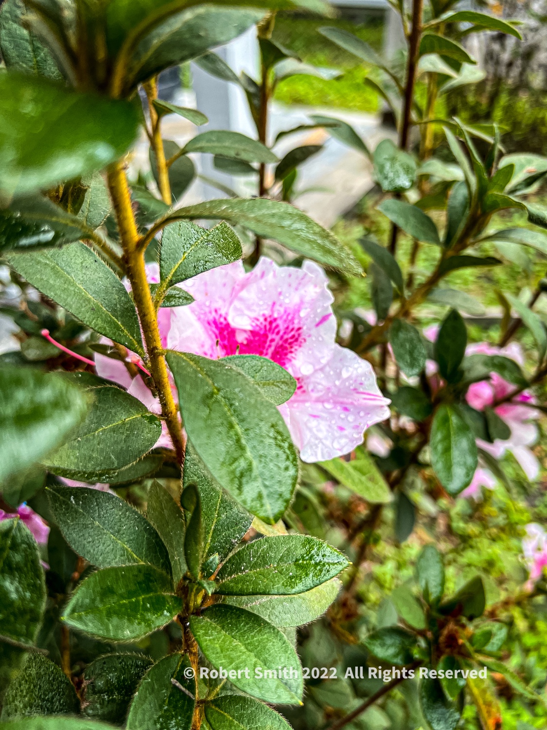Friday Flowers: Azaleas and Dewdrops