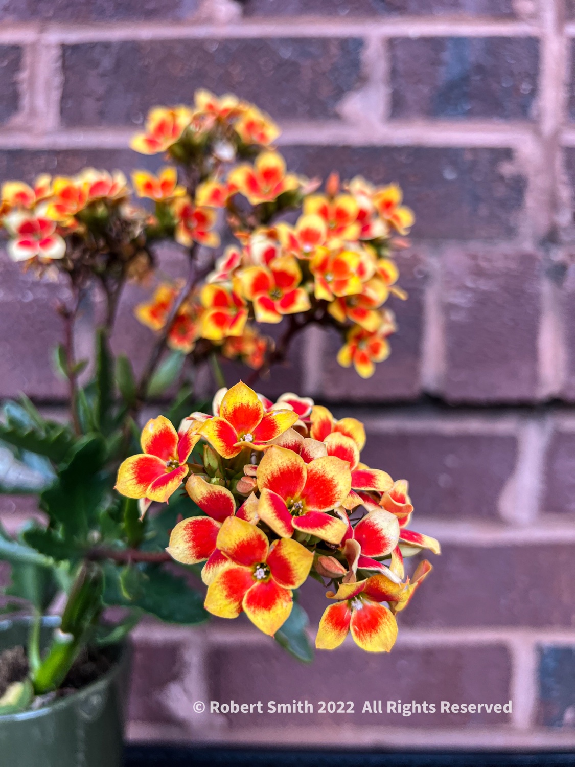 Flowers by Day, Week 36: Florist Kalanchoes