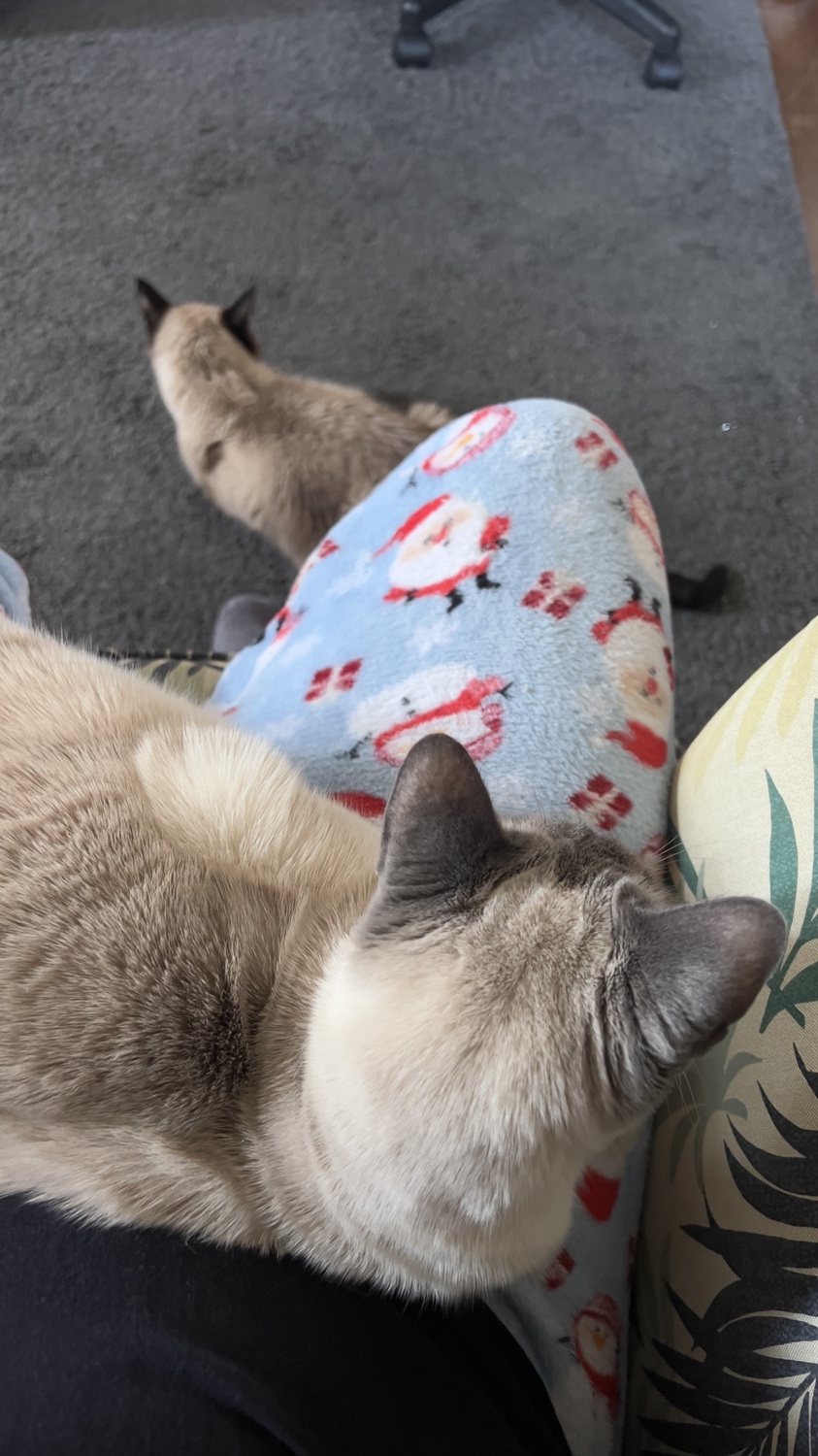 Tails of the Kitty: Christmas Morning Love
