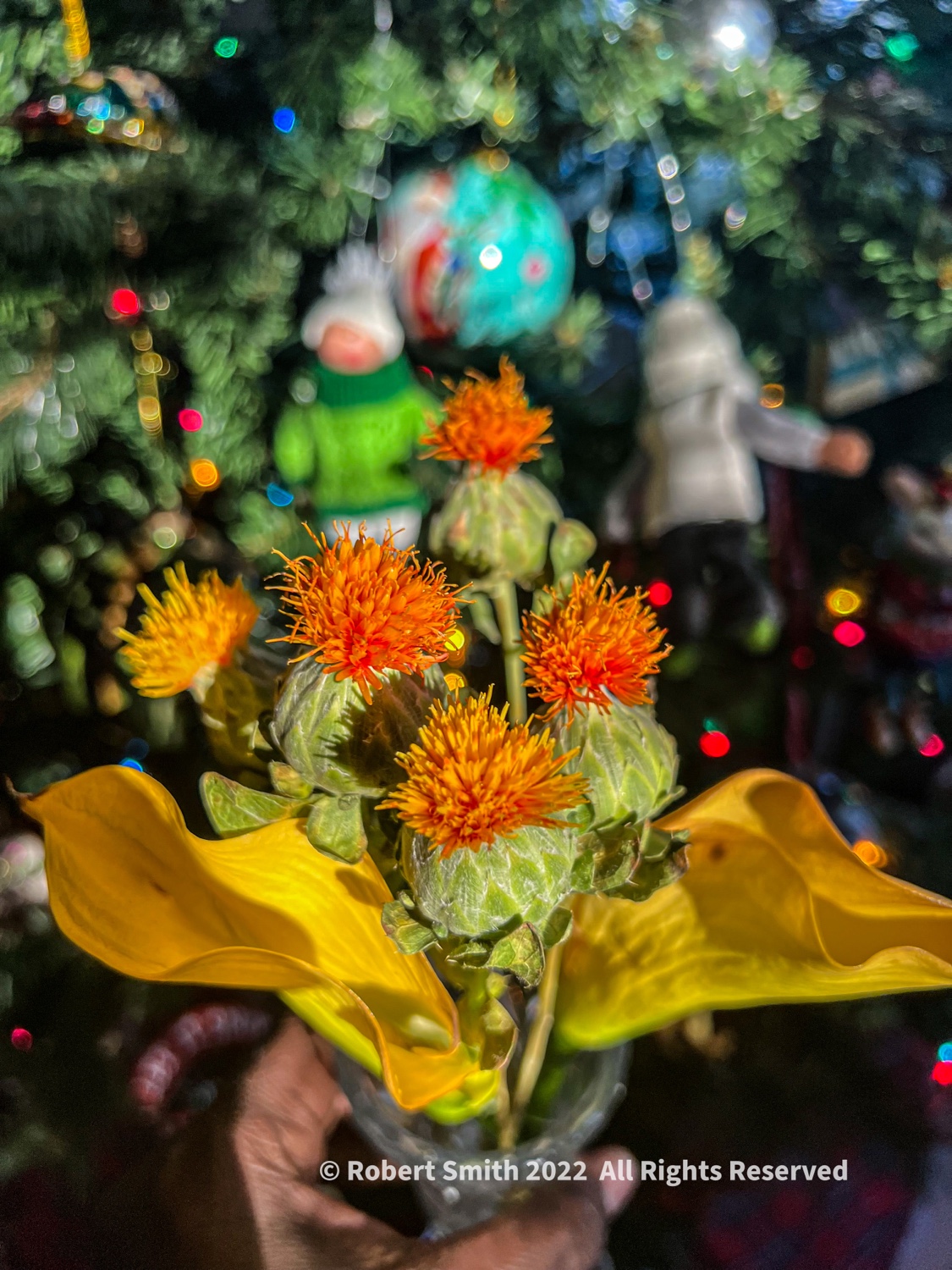 Sunday Flowers: Orange Safflowers and Calla Lily