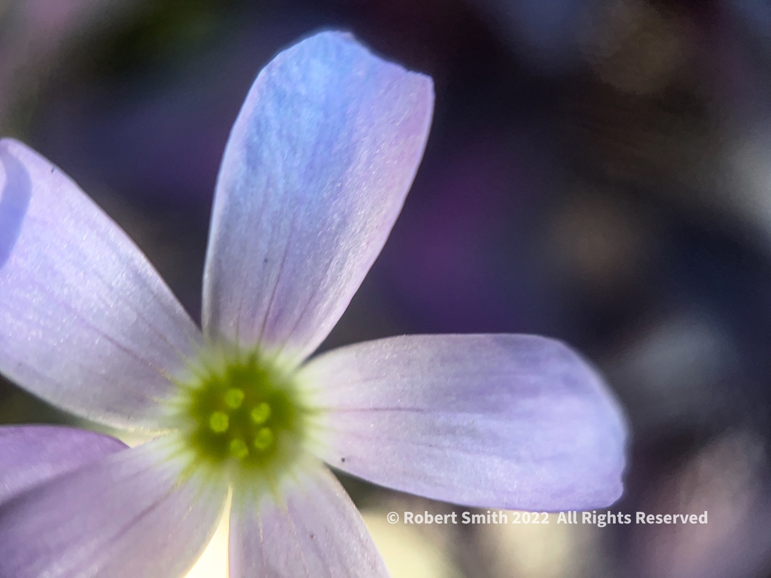The Moment Macro: Silky Petals, Purple Shamrock
