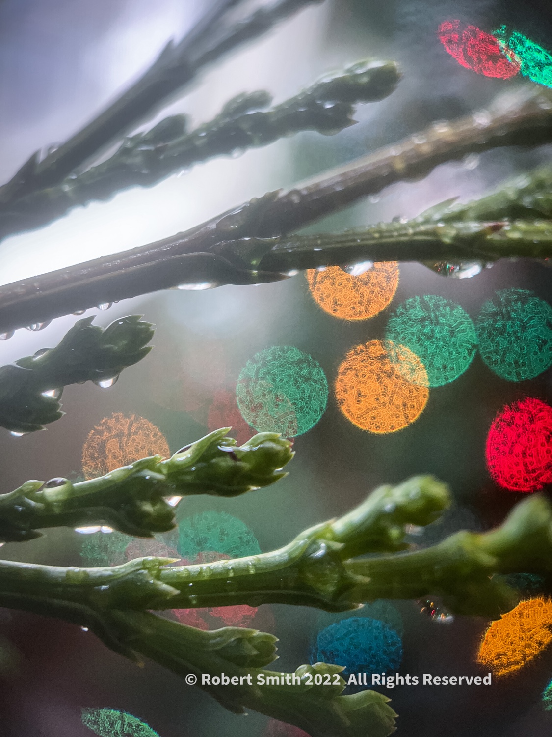 Holiday Bokeh #3