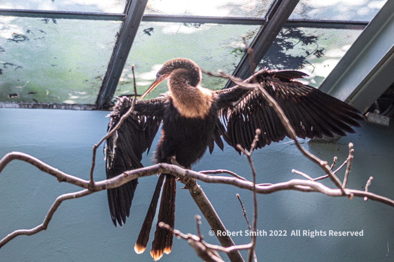 Anhinga: Drying Times