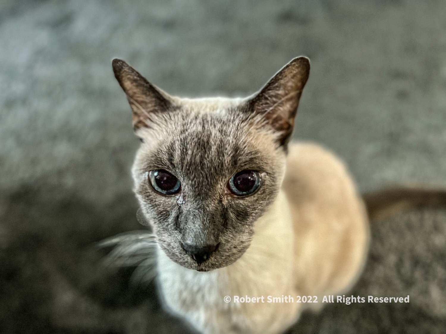 Tails of the Kitty: Sunday Kitty