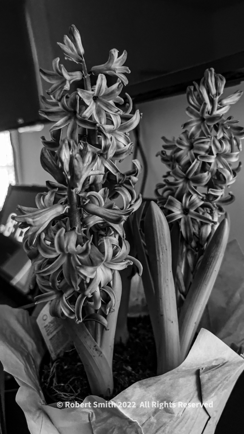 Hyacinth in Monochrome #2