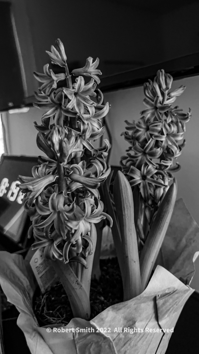 Hyacinth in Monochrome #3