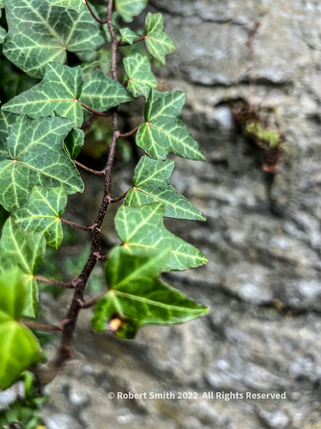 Your Flowers by Day, Week 2: Common Ivy on Historic Walls