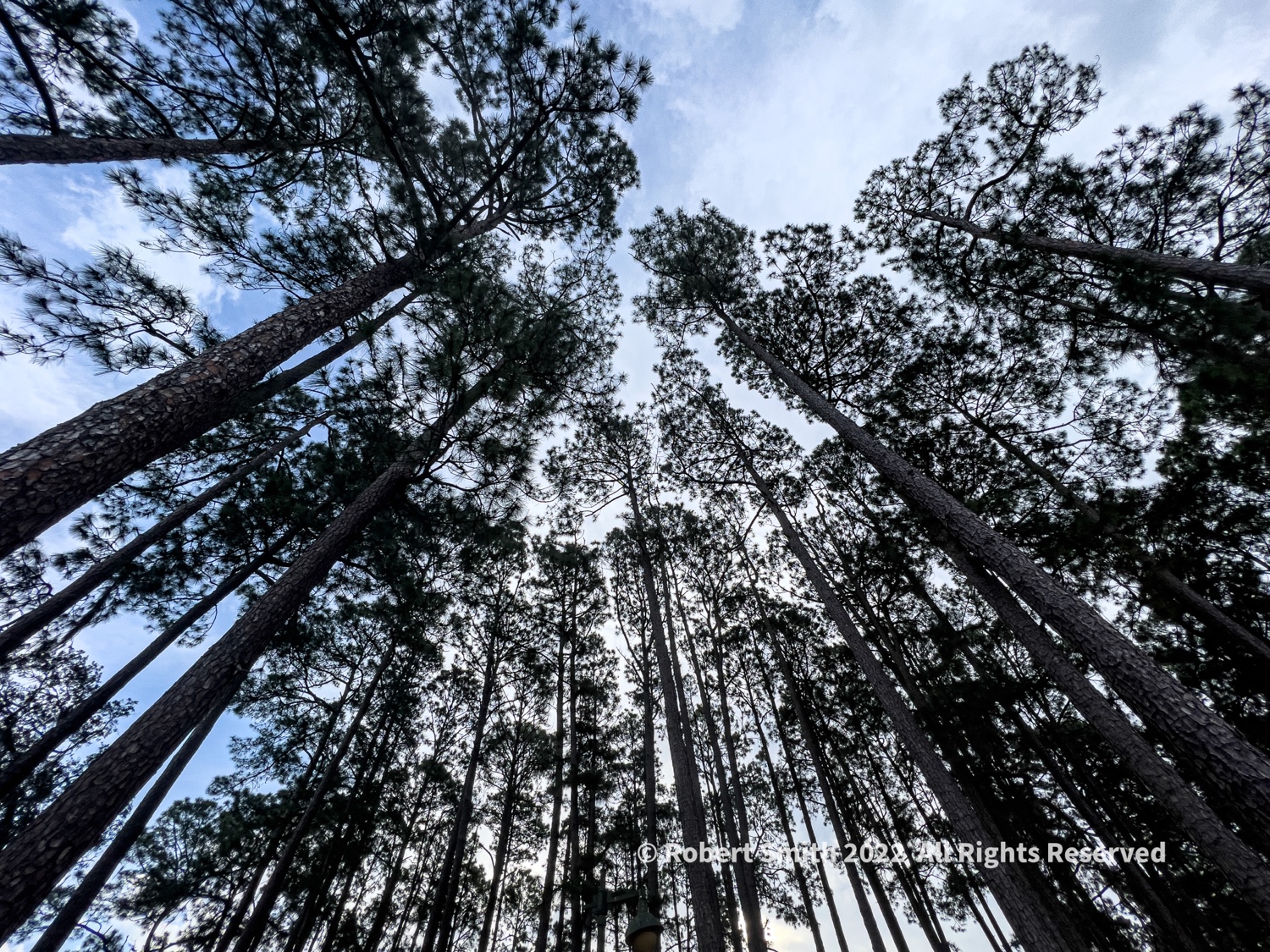 Silent Sunday: Wonder of Tree and Sky