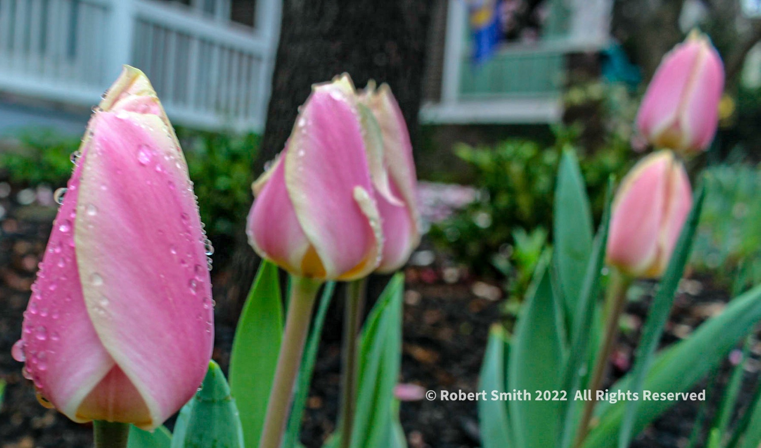 Tuesday Tulip: Valentine’s Tulips, Rain Kissed