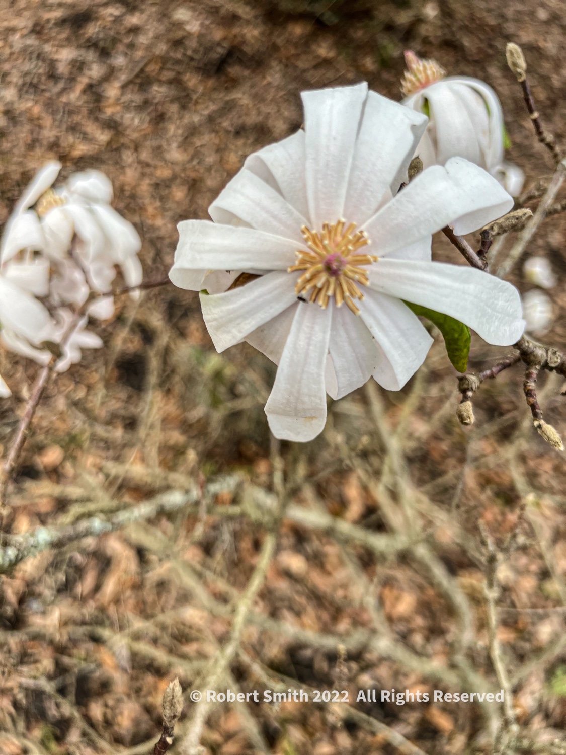 Your Flowers by Day, Week 5: Star Magnolia