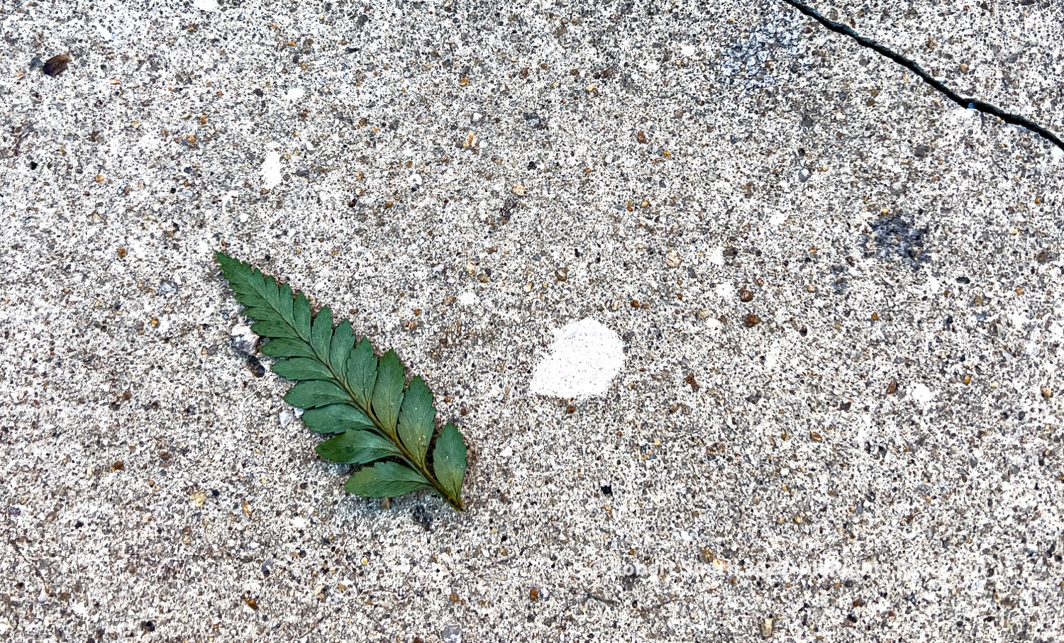 Sidewalk Scene: Look, On the Ground!