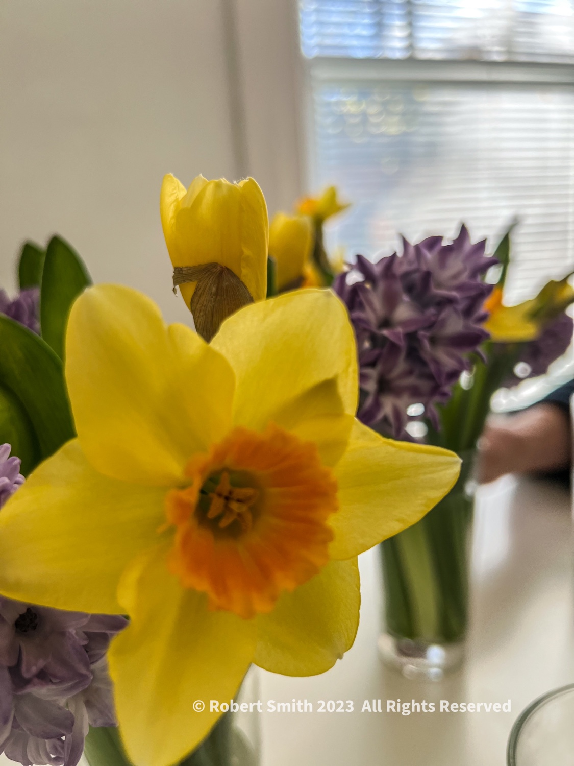 British Daffodils and Hyacinth on Table