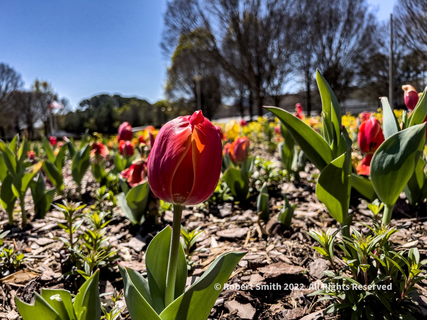 Tuesday Tulip: Bloom