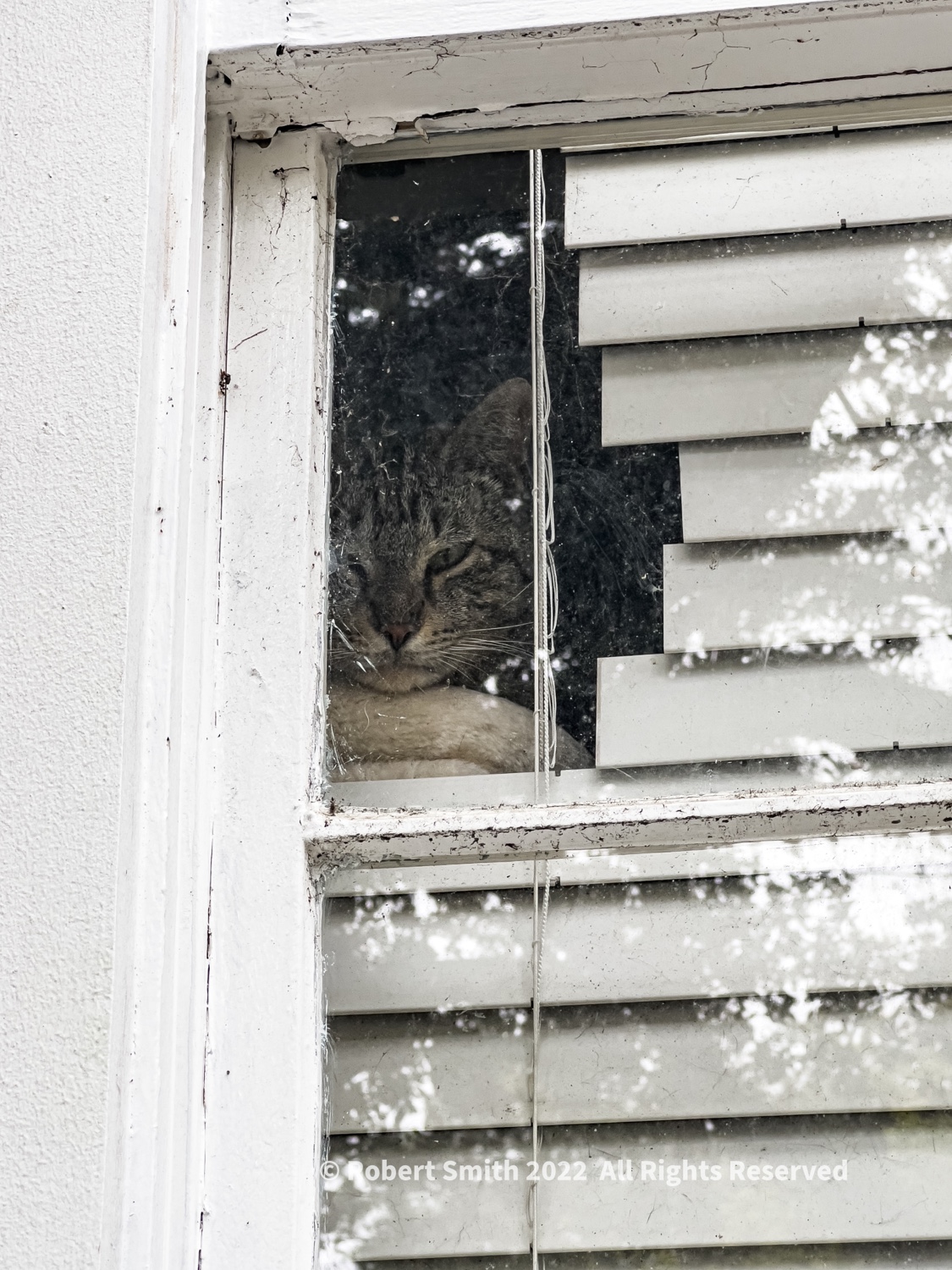 The Kitty in My Neighbor’s Window