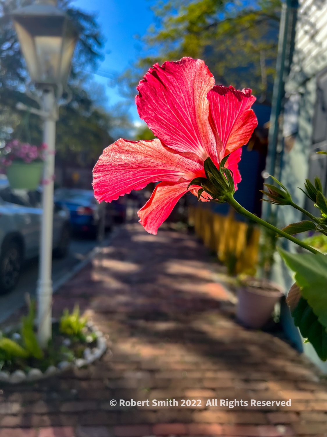 Your Flowers by Day, Week 8: Glorious Hibiscus