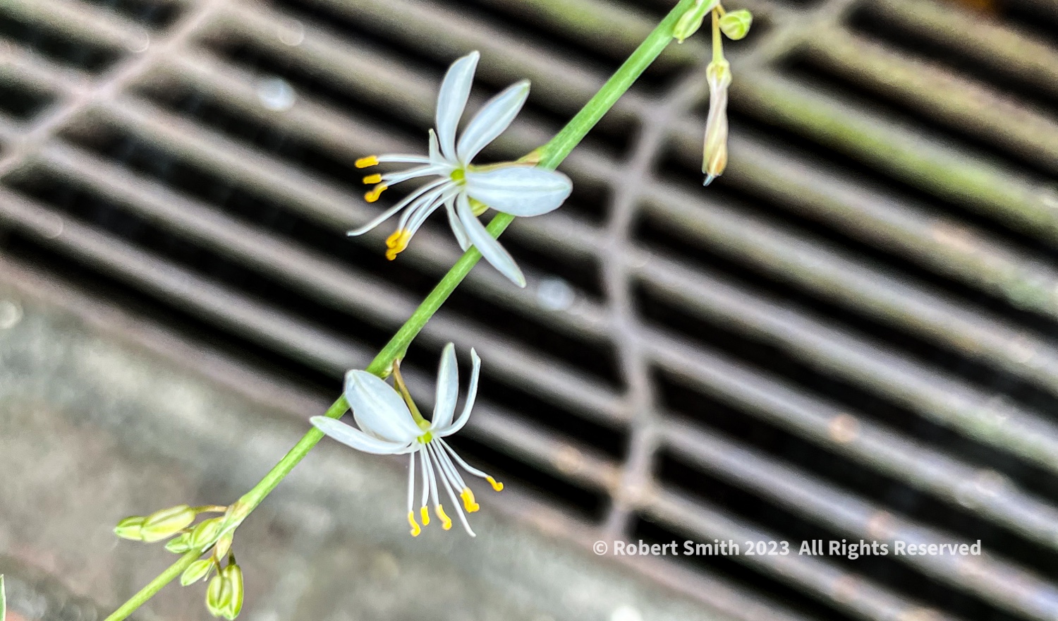 Your Flowers by Day, Week 9: