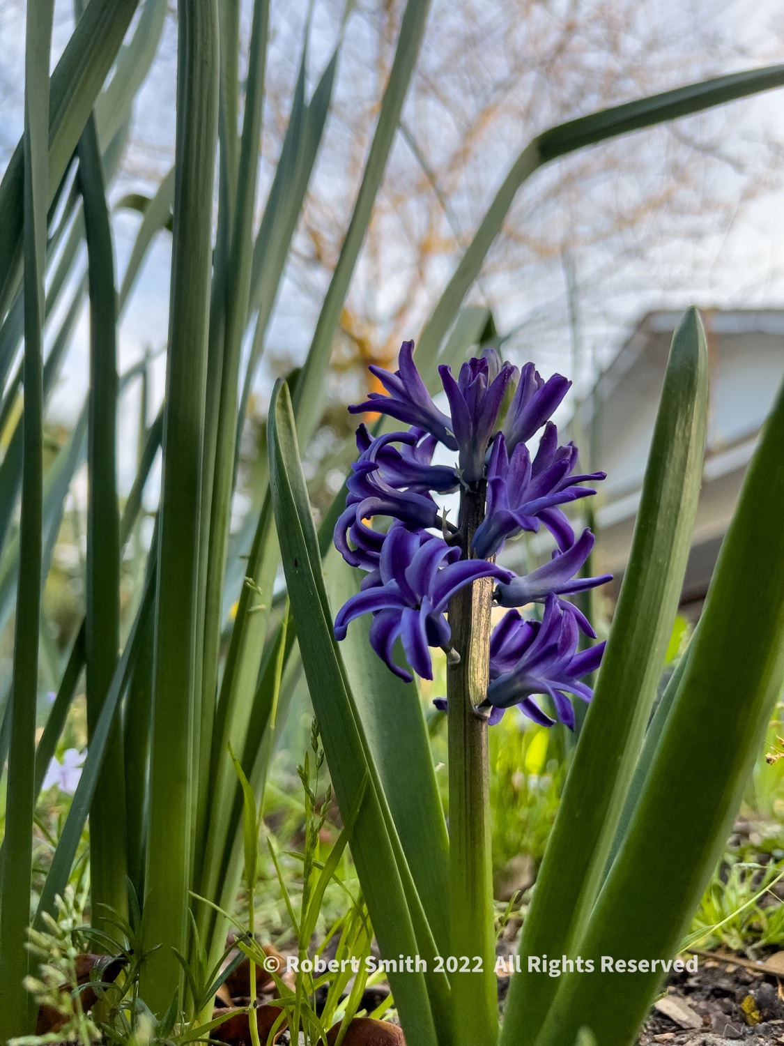 Your Flowers by Day, Week 6: Hyacinth