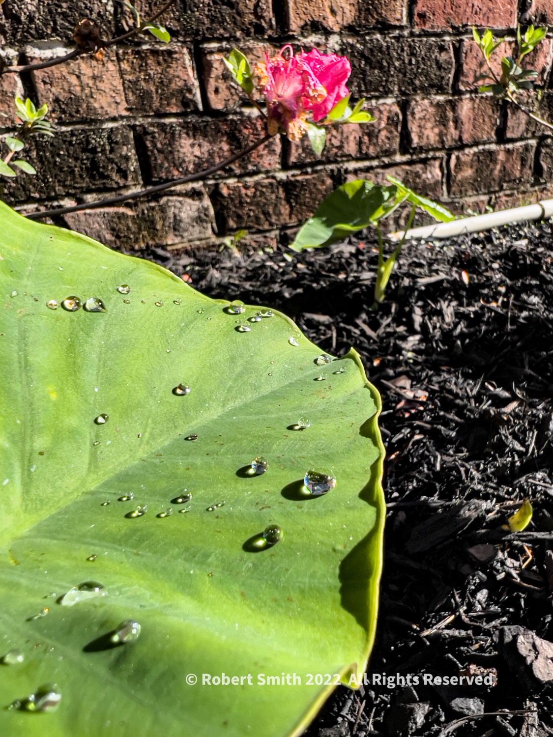 Silent Sunday: Elephant Ear Balances Waterdrops