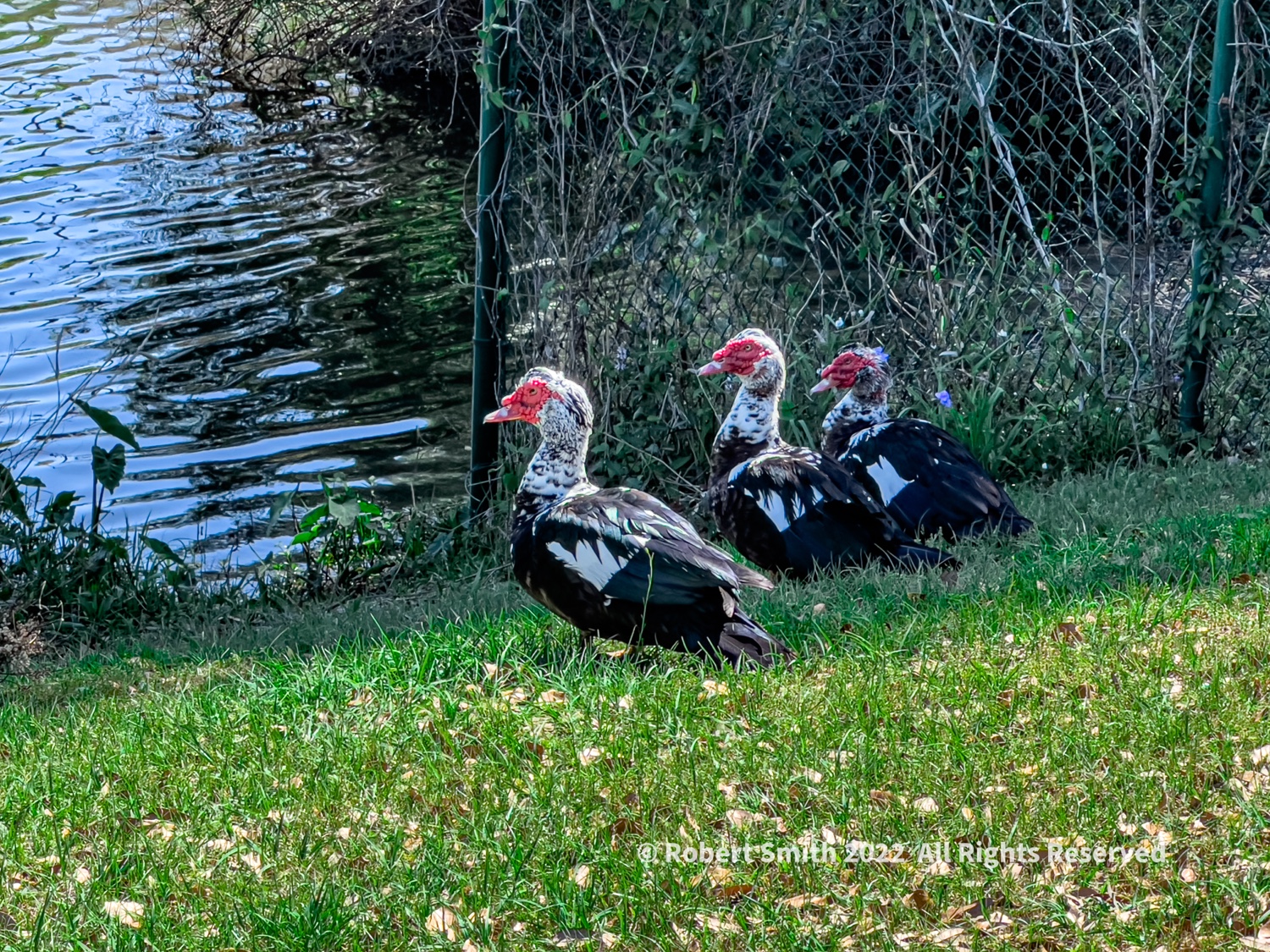 Wildlife: Birds of the Air – Muscovy Duck out of Water