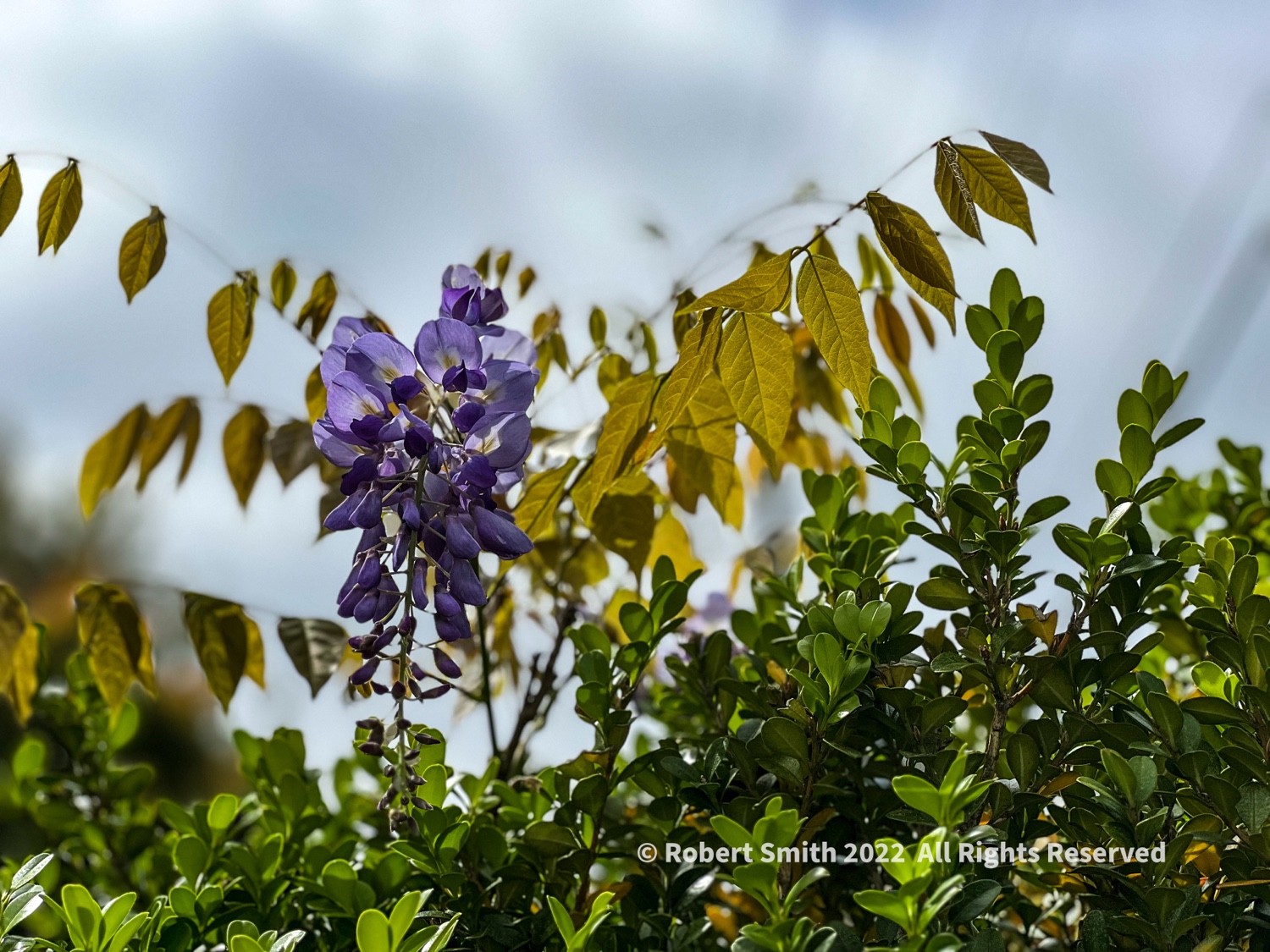 Your Flowers by Day, Week 7: Wisteria Draping