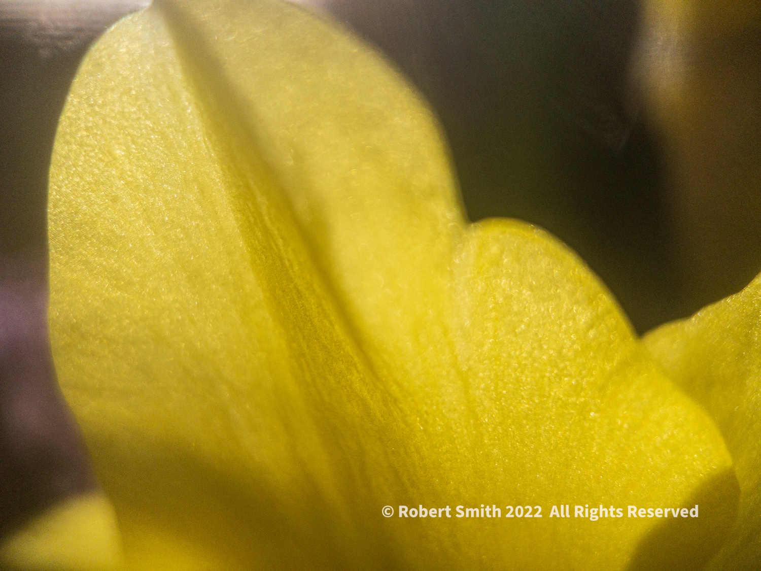 The Moment Macro: A Daffodil’s Petals