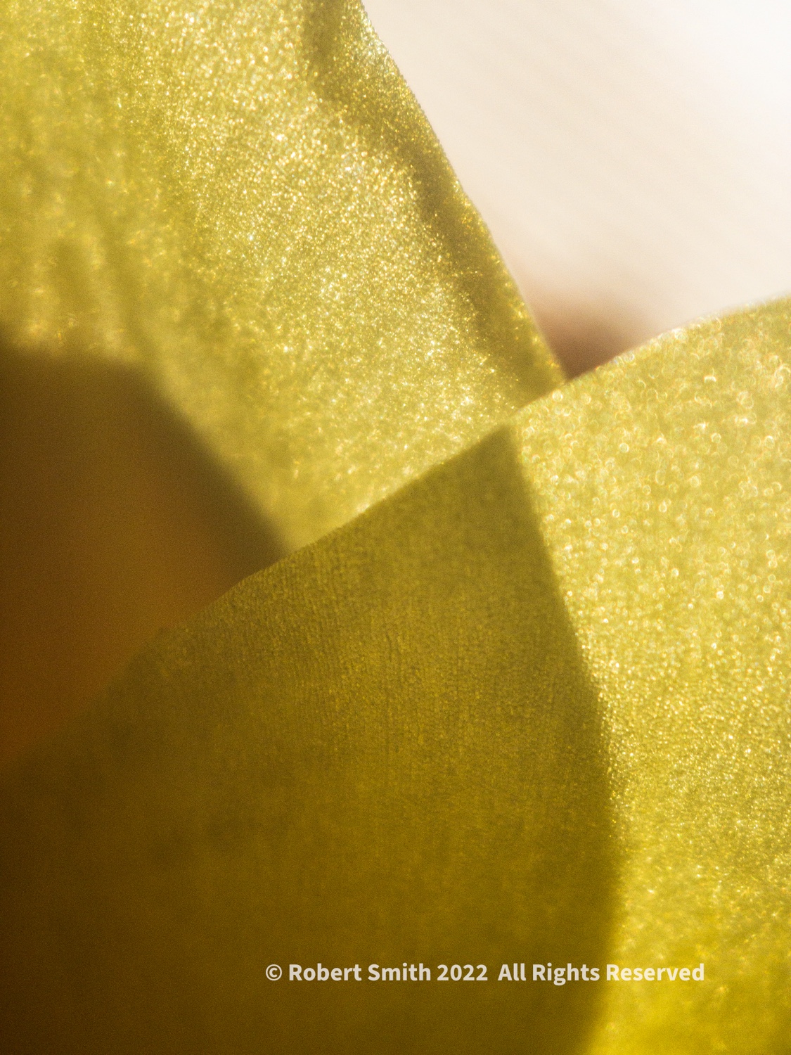 The Moment Macro: Pretty Silky Petals
