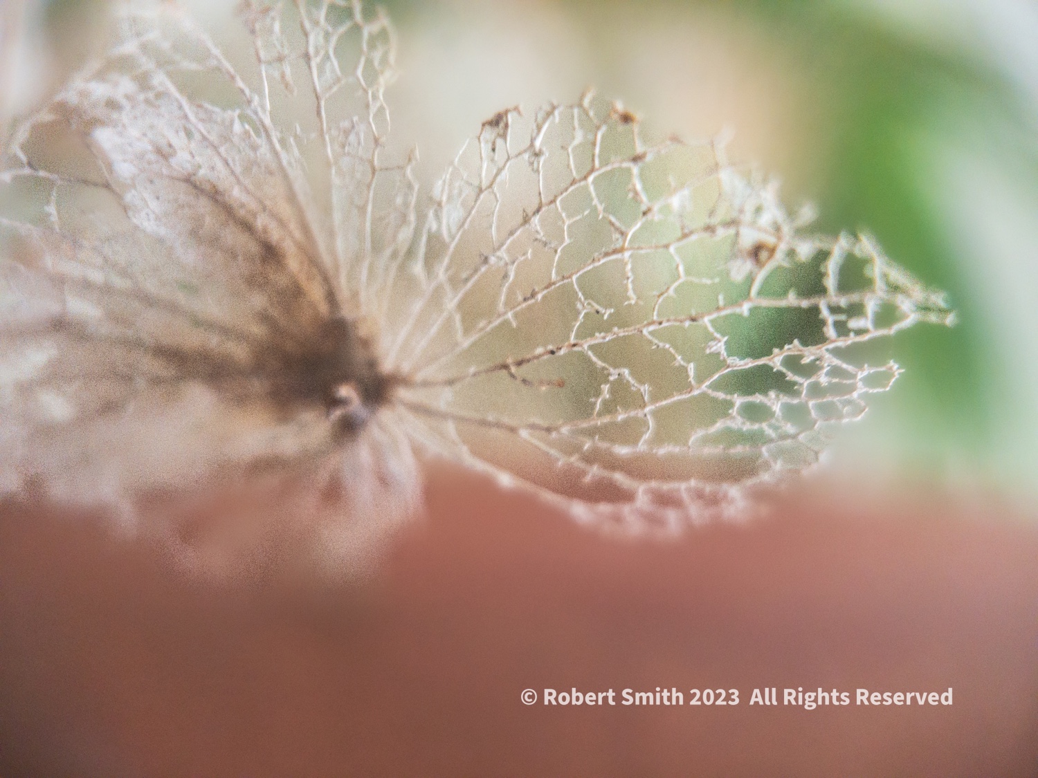 The Moment Macro: Hydrangea Skeleton #1