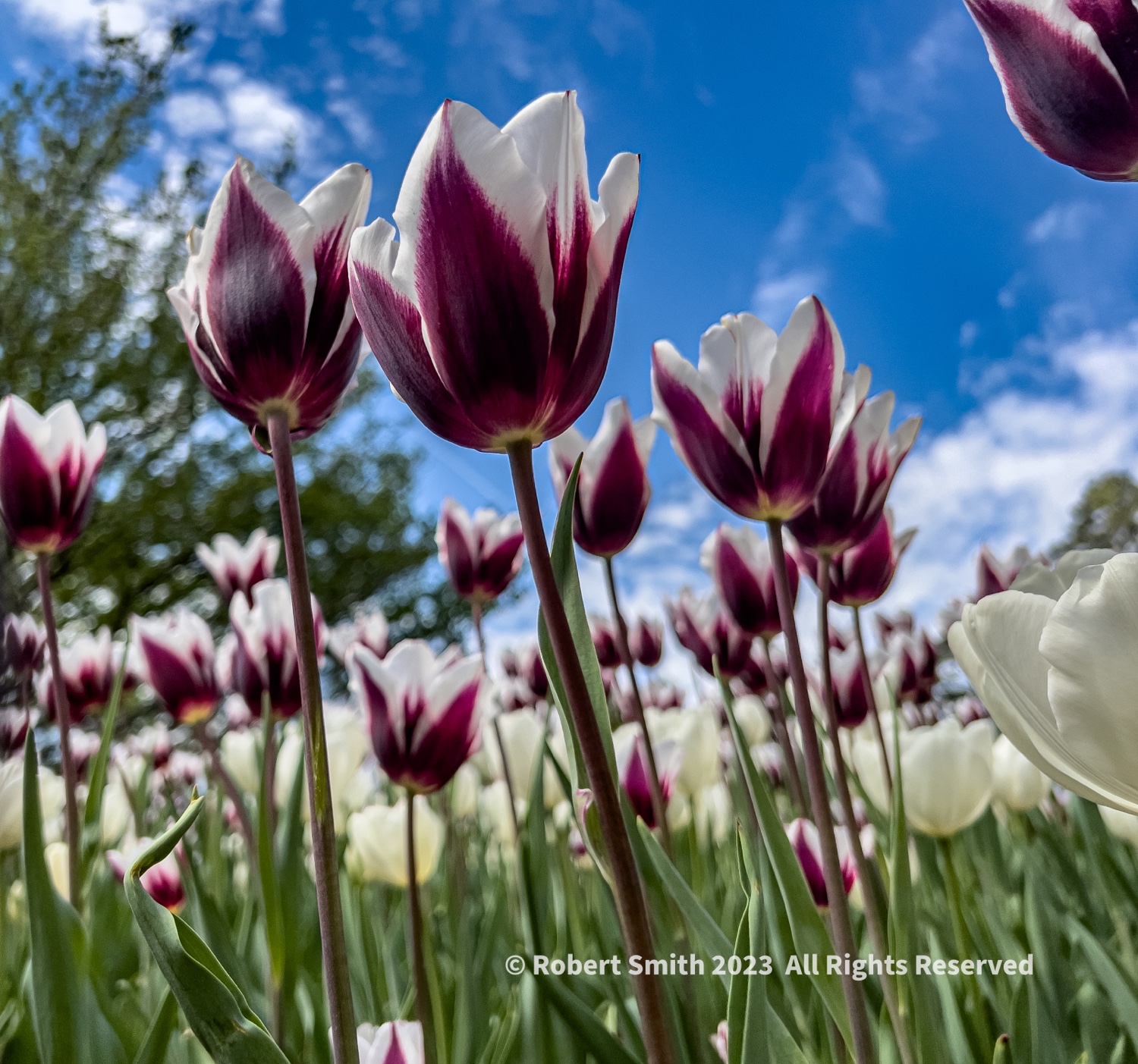 Tuesday Tulip: Walking in a Botanical Garden